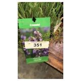 Lavender 1 gallon pot