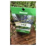 Lavender 1 gallon pot