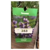 Lavender 1 gallon pot