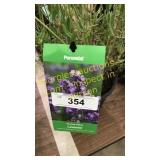 Lavender 1 gallon pot