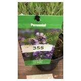 Lavender 1 gallon pot