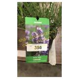 Lavender 1 gallon pot