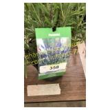 Lavender 1 gallon pot