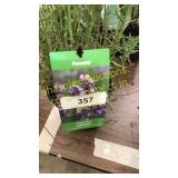 Lavender 1 gallon pot