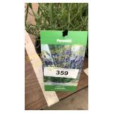 Lavender 1 gallon pot