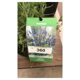 Lavender 1 gallon pot