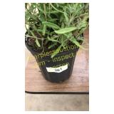 Lavender 1 gallon pot