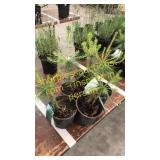 White Pine 1 gallon pot (QTY X 5)