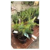 White Pine 1 gallon pot (QTY X 5)