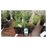 White Pine 1 gallon pot (QTY X 5)
