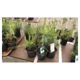 White Pine 1 gallon pot (QTY X 5)