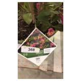 Wine & Roses Weigela 3 gallon pot