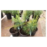White Pine 1 gallon pot (QTY X 5)