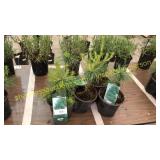 White Pine 1 gallon pot (QTY X 5)