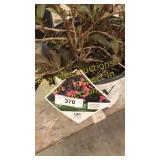 Wine & Roses Weigela 3 gallon pot