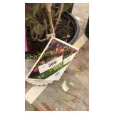 Wine & Roses Weigela 3 gallon pot