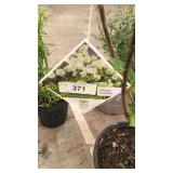 Limelight Hydrangea 3 gallon pot