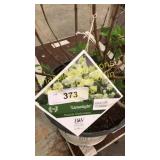 Limelight Hydrangea 3 gallon pot