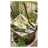 Limelight Hydrangea 3 gallon pot