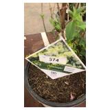 Limelight Hydrangea 3 gallon pot