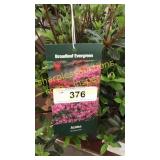 Azalea 3 gallon pot