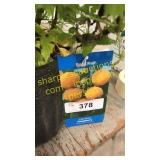 Fall Gold Raspberry 1.5 gallon