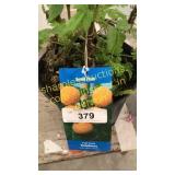 Fall Gold Raspberry 1.5 gallon