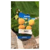 Fall Gold Raspberry 1.5 gallon