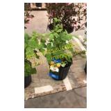 Fall Gold Raspberry 1.5 gallon