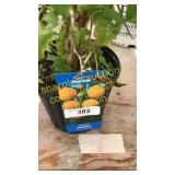 Fall Gold Raspberry 1.5 gallon