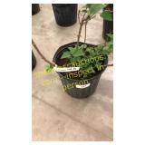 Common Purple Lilac 3 gallon pot