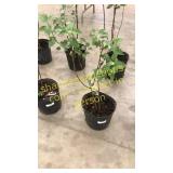 Common Purple Lilac 3 gallon pot