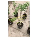 Common Purple Lilac 3 gallon pot