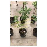 Common Purple Lilac 3 gallon pot