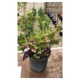 Java Red Weigela 5 gallon