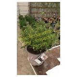 Red Drift Rose 5 gallon