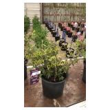 Java Red Weigela 5 gallon pot