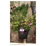 Java Red Weigela 5 gallon pot