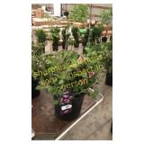 Java Red Weigela 5 gallon pot