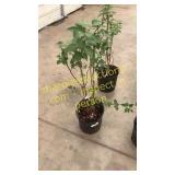 Common Purple Lilac 3 gallon pot