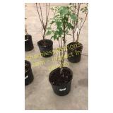 Common Purple Lilac 3 gallon pot