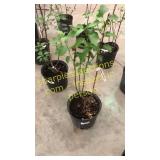 Common Purple Lilac 3 gallon pot