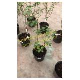 Common Purple Lilac 3 gallon pot