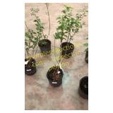 Common Purple Lilac 3 gallon pot