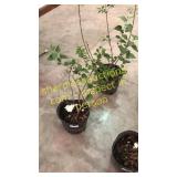 Common Purple Lilac 3 gallon pot