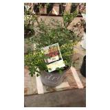 Red Drift Rose 5 gallon pot