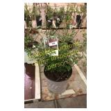 Red Drift Rose 5 gallon pot