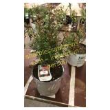 Apricot Drift Rose 5 gallon pot