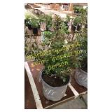 Apricot Drift Rose 5 gallon pot