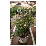 Apricot Drift Rose 5 gallon pot